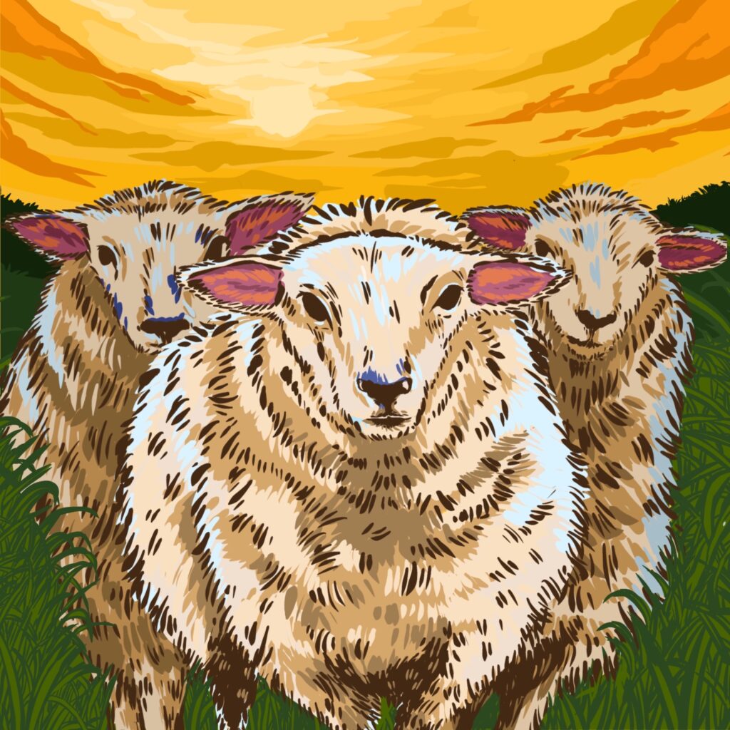 3 sheep facing camera, beautiful sky in distance